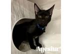 Adopt Ayesha a All Black American Shorthair / Mixed (short coat) cat in Orlando