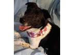 Adopt DAPHNE a Black Rat Terrier / Mixed dog in Rosenberg, TX (35954127)