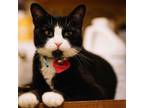 Adopt Inky a All Black Domestic Shorthair / Mixed cat in Howard Beach