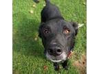 Adopt Charlie a Black Mixed Breed (Large) / Mixed dog in Auburn, AL (38481195)