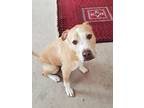 Adopt Snuggles a Tan/Yellow/Fawn - with White American Staffordshire Terrier /