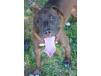 Adopt Chicken~ SPONSORED!- a Brown/Chocolate American Pit Bull Terrier / Mixed