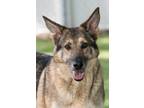Adopt Betty (Lettie) (Cocoa Adoption Center) a Brown/Chocolate Shepherd (Unknown