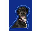 Adopt Cane a Black Mixed Breed (Large) / Mixed dog in Oklahoma City