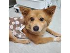 Adopt Jinhee a Red/Golden/Orange/Chestnut Australian Shepherd / Mixed dog in