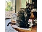 Adopt Sloopie a All Black Domestic Shorthair / Mixed cat in Foley, AL (38726948)
