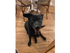 Adopt Shiloh a Black - with White German Shepherd Dog / Alaskan Malamute / Mixed