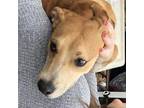 Adopt Tanner a Tan/Yellow/Fawn Boxer / Mixed Breed (Medium) / Mixed dog in
