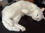 Adopt Luke a White Domestic Shorthair / Mixed (short coat) cat in Ayer