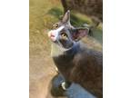 Adopt Jerry a Domestic Shorthair / Mixed (short coat) cat in Pittsboro