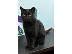 Adopt Simpson a All Black Domestic Shorthair cat in Jackson, GA (38692700)