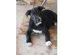 Adopt Tic a Black Shar Pei / Golden Retriever dog in Vail, AZ (38701783)