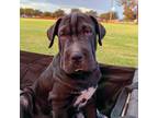Adopt Tac a Black Shar Pei / Golden Retriever dog in Vail, AZ (38701780)