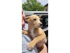 Adopt Holmes a Tan/Yellow/Fawn Shepherd (Unknown Type) / Mixed dog in Yucca