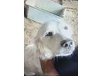 Adopt Daisy a White Great Pyrenees / Mixed dog in Westminster, CO (38576837)