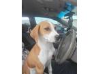 Adopt Zoey a White - with Tan, Yellow or Fawn Hound (Unknown Type) / Beagle /