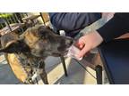 Adopt Kai - Located in CA a Brindle Dutch Shepherd dog in Imlay City