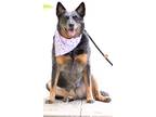 Adopt MERCY a Black - with Brown, Red, Golden, Orange or Chestnut Cattle Dog /