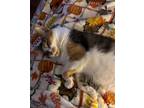 Adopt Salina a Domestic Shorthair / Mixed (short coat) cat in Providence