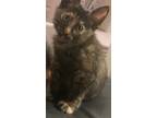 Adopt Lady a Tortoiseshell Calico / Mixed (medium coat) cat in San Antonio