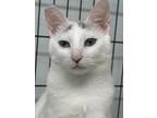 Adopt Nora a White Domestic Shorthair / Domestic Shorthair / Mixed cat in