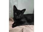 Adopt Jude a All Black Domestic Mediumhair / Domestic Shorthair / Mixed cat in