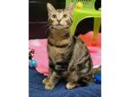 Adopt Sailor a Domestic Shorthair / Mixed (short coat) cat in EFFINGHAM
