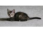 Adopt Rita a Spotted Tabby/Leopard Spotted Domestic Shorthair / Mixed cat in