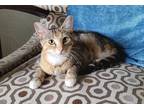 Adopt Sophie a Spotted Tabby/Leopard Spotted Domestic Shorthair / Mixed cat in
