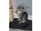 Adopt Ken, Allen, Midge a Gray, Blue or Silver Tabby Domestic Mediumhair / Mixed