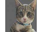 Adopt Cuddle Monster a Gray or Blue Domestic Shorthair / Mixed cat in North