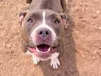 Adopt Aretha a Gray/Blue/Silver/Salt & Pepper Mixed Breed (Large) / Mixed dog in