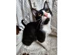 Adopt Benny a Black & White or Tuxedo Domestic Shorthair (short coat) cat in