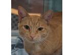 Adopt Ava a Orange or Red Domestic Shorthair / Domestic Shorthair / Mixed cat in