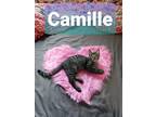Adopt Camille a Brown Tabby Domestic Shorthair / Mixed (short coat) cat in