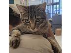 Adopt BORIS a Brown Tabby Domestic Shorthair (short coat) cat in Glendale