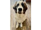 Adopt Maci a Brown/Chocolate - with White St. Bernard / Mixed dog in Oakdale