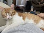 Adopt Nekko a Orange or Red Tabby Tabby / Mixed (short coat) cat in Houston