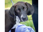 Adopt Klaus a White Hound (Unknown Type) / Mixed dog in Greenwood, SC (38693411)