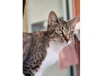 Adopt Clove a White Domestic Shorthair / Domestic Shorthair / Mixed cat in