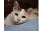 Adopt Callie a White Domestic Mediumhair / Domestic Shorthair / Mixed cat in