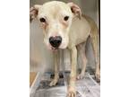 Adopt Marcus a White Terrier (Unknown Type, Small) / Mixed dog in Gulfport