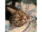 Adopt Bunnie a Domestic Shorthair / Mixed (short coat) cat in South Bend