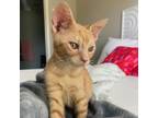 Adopt Buster a Orange or Red Domestic Shorthair / Mixed cat in Tuscaloosa