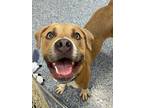 Adopt Homer a Tan/Yellow/Fawn Boxer / Mixed dog in Queenstown, MD (38728014)