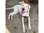 Adopt Pongo a White - with Tan, Yellow or Fawn Dalmatian / Mixed dog in