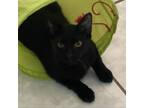 Adopt Nectar a All Black Domestic Mediumhair / Mixed cat in Vieques