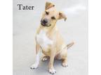 Adopt Tater a Brown/Chocolate Mixed Breed (Medium) / Mixed dog in Cartersville
