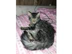 Adopt Tigrito a Tiger Striped Domestic Mediumhair / Mixed (medium coat) cat in