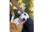 Adopt Jenna a Tan/Yellow/Fawn American Staffordshire Terrier / Mixed dog in
